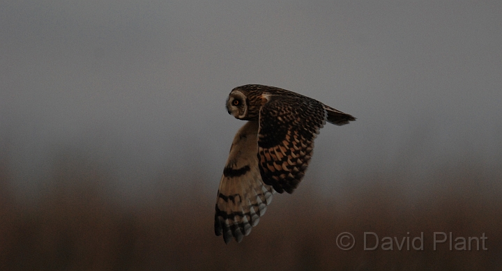Short-eared owl - J.JPG - Short-eared owl - Gloucestershire